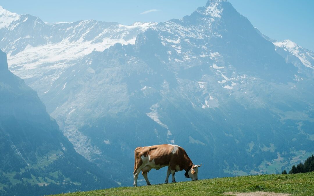 Prodotti km 0 in Valle Maggia: sapori del territorio