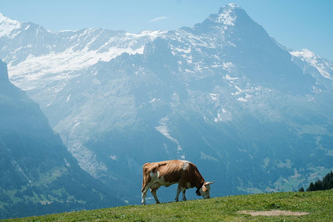 Mucca al pascolo in un alpeggio con le montagne sullo sfondo